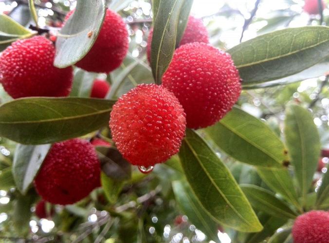 巴味渝珍農(nóng)產(chǎn)品基地采摘之旅