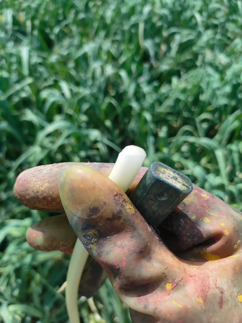 綠色農(nóng)副產(chǎn)品 一份耕耘不一定一份收獲 ,這樣好的苗價(jià)格低的沒(méi) - 抖音